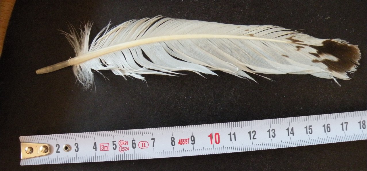 alcune penne di gabbiano